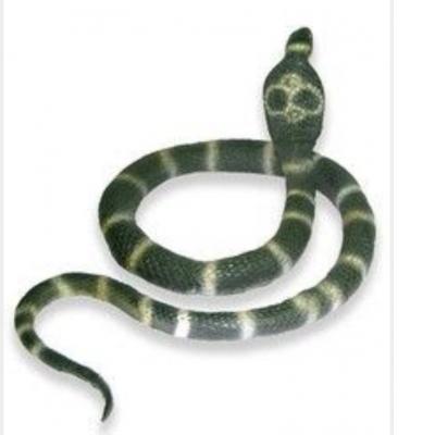 Life Size Snake Python