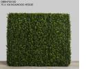 Grass Boxwood Hedge187.jpg