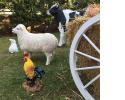 Farm Animals Prop Package - Cow, Sheep and Chicken259.jpg