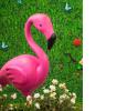 Fifi the Flamingo330.jpg