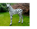 Olivia the Zebra 340.png